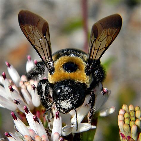 Learn about Nature | About Carpenter Bees - Learn about Nature