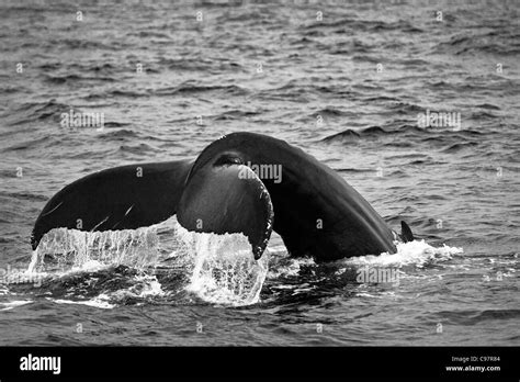 Whale cape cod Black and White Stock Photos & Images - Alamy