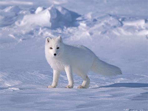 Arctic Foxes: Too Beautiful for Their Own Good - Wild Edens Project