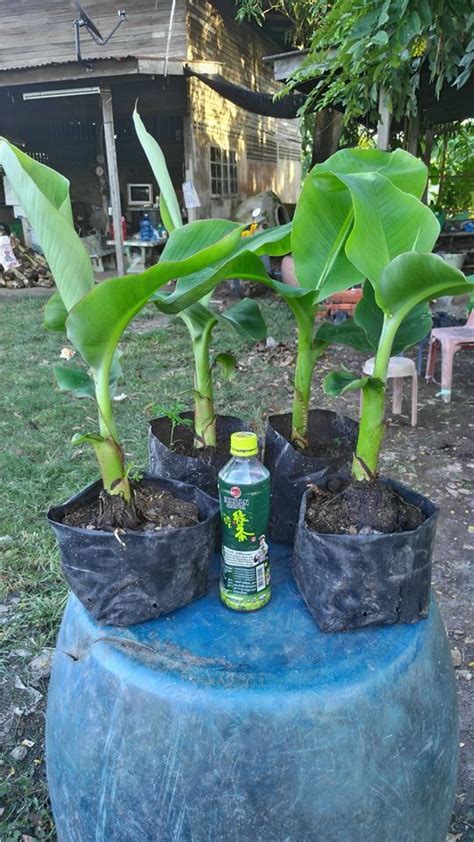 How to Grow Banana Plants Indoors and Outdoor - GoWritter | Banana plant care, Plants, Banana plants