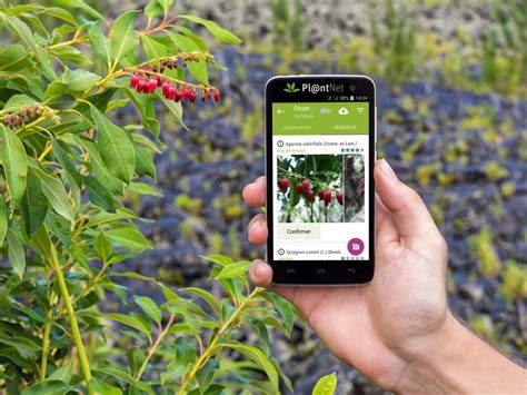 The 3 Best Free Plant Identification Apps of 2020 for Dayton Gardeners - Stockslagers Greenhouse ...