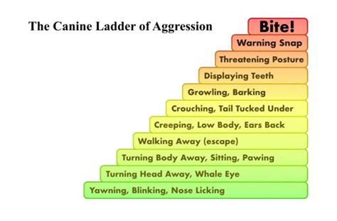 Canine Ladder of Aggression - Animal Concern Cumbria - Rehoming and supporting animals in need