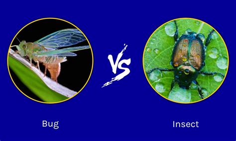 Bugs vs Insects: What Are the Differences? - W3schools