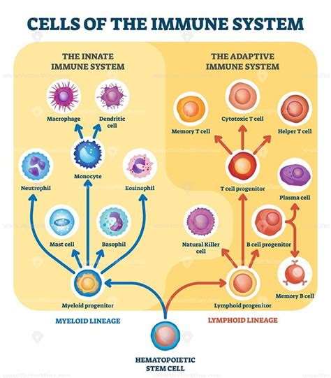 Emotions And Immune System - immune system | Description, Function, & Facts ... : Many previous ...