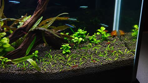 Our Green Neon Tetras are Turning Two! - Spec-Tanks