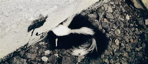 What should I do if I find a nest of baby skunks?