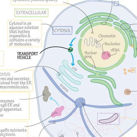 Biochemistry Glossary: Transport Vesicle | ditki medical & biological sciences