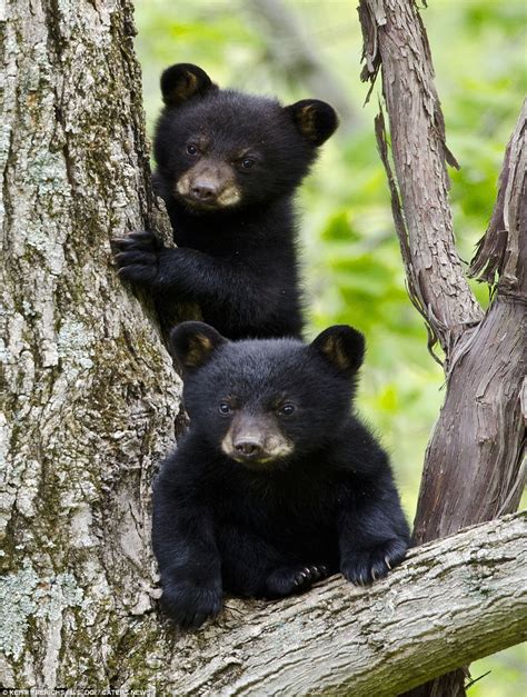 Black Bear Cubs Images - Glad Philis