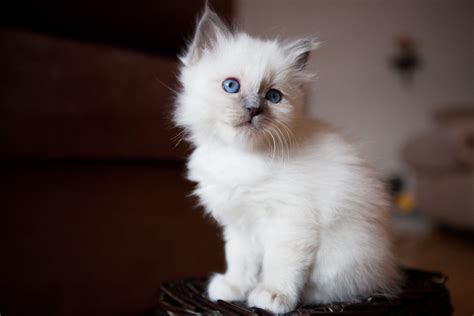 See the Cutest Cat Breeds as Kittens | Reader's Digest