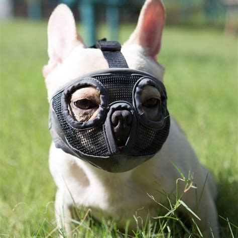 Best dog muzzle: Best Dog muzzles to prevent biting - Thepawcollar