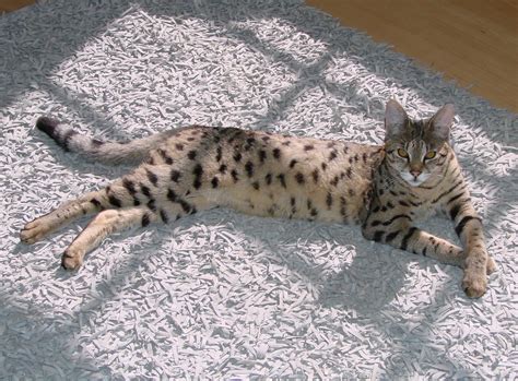 F2 Savannah Cat Breed | Savannah Cat - Select Exotics