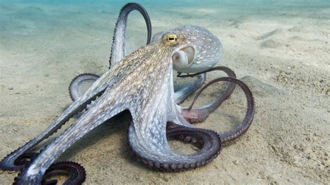 This Octopus Ancestor Actually Predates The Dinosaurs