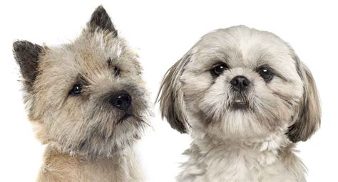 Cairn Terrier Shih Tzu Mix - Two Fluffy Breeds Collide