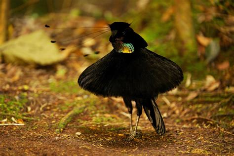 The Feathers of Planet Earth's Bird of Paradise Literally Eat Light | WIRED