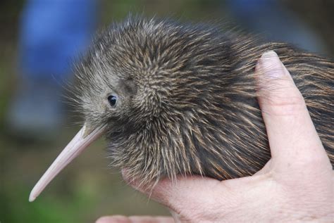 FIRST EVER KIWI BIRD ARRIVES AT UK ZOO