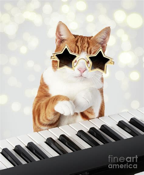 Cat wearing star glasses playing piano Photograph by John Daniels ...