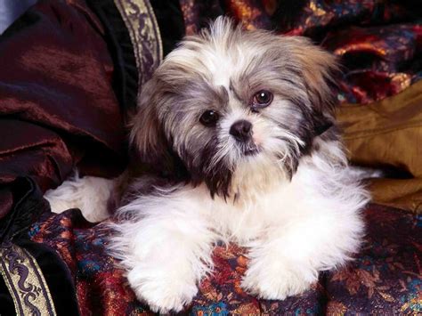 Shih Tzu - Pet Your Dog