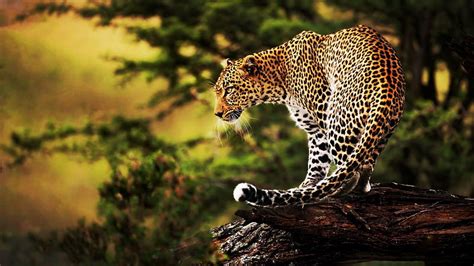 Leopard, predator, tree, nature, wilderness, cat, sunset, HD wallpaper | Peakpx