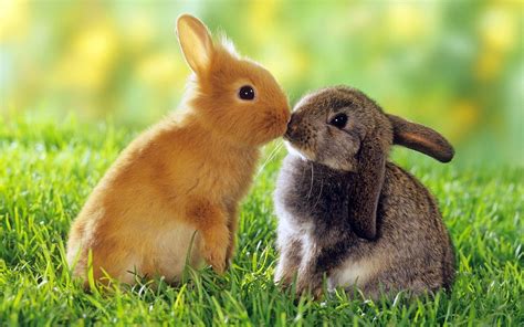 85 Wallpaper Cute Rabbit For FREE - MyWeb