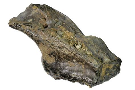 4.8" Partial, Fossil Stegodon Molar With Roots - Indonesia (#148072) For Sale - FossilEra.com