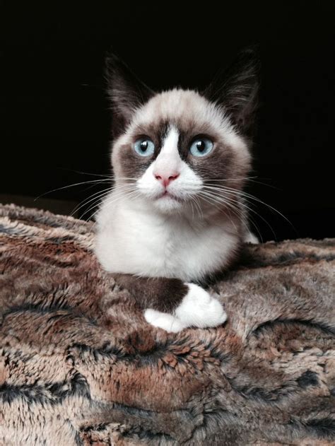 Snowshoe Siamese Cat Breeders - British Shorthair