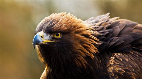 Golden Eagle Wallpaper - WallpaperSafari