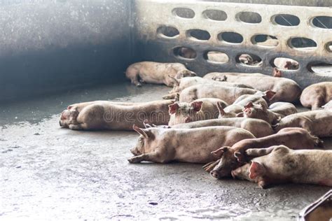 Pigs are Sleeping after Eating. Stock Photo - Image of horizontal, finish: 192790750