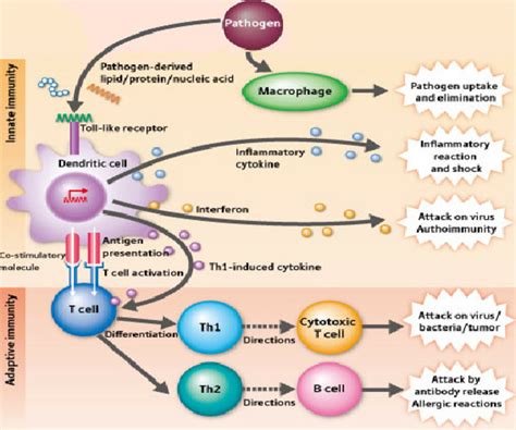 The Immune System Drugs in Fish: Immune Function, Immunoassay, Drugs ...