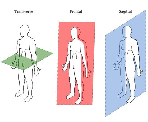 Sagittal Plane Movements