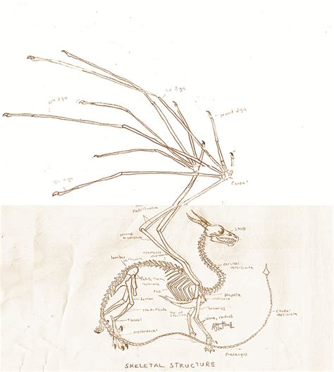 European dragon anatomy BONE by Savamther on DeviantArt