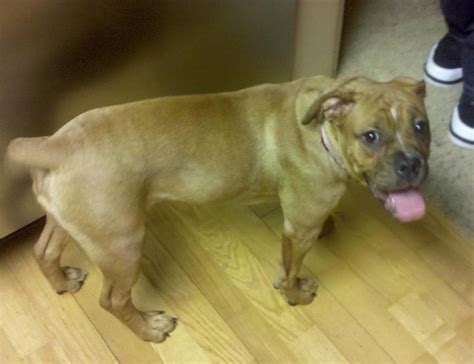 English Bulldog Boxer Mix For Adoption Clearwater Florida – Adopt Tilly Today | Pet Rehoming Network