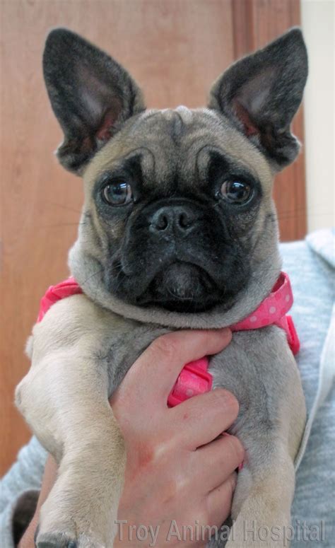 Pug + French Bulldog = overwhelming cuteness. This is Lexi. | French bulldog pug mix, Pugs funny ...