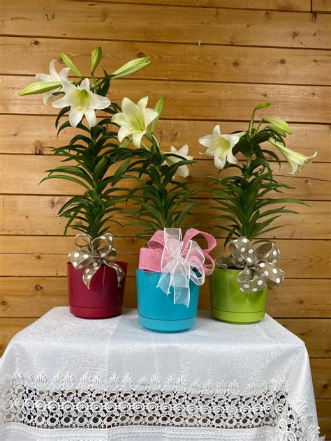 Easter Lilies by Cottage Rose Florist