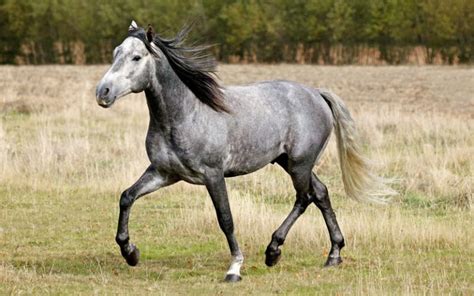 Lusitano Horse Breed - Profile, Facts, Photos - VIVO Pets