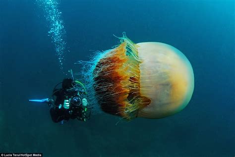 Deep-sea divers dwarfed by alien-like jellyfish off coast of Japan | Daily Mail Online