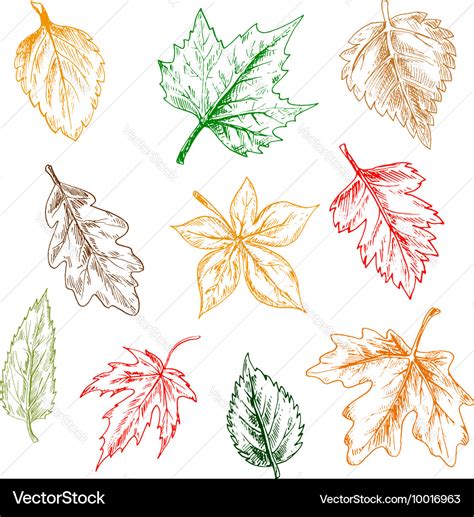 Trees and plants leaves pencil sketch set Vector Image