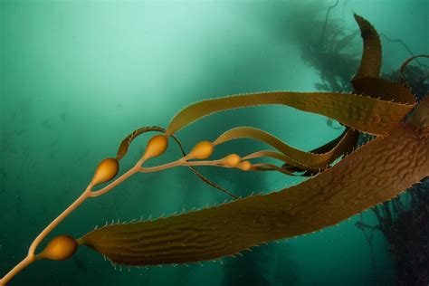 Rare Giant Phantom Jellyfish Filmed Has Arms That Grow Up To 33 Feet