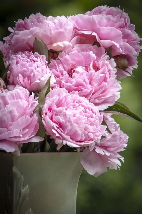 Peony Sarah Bernhardt - Homestead Gardens, Inc.