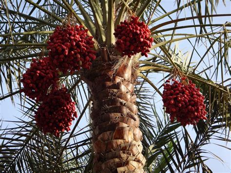 How date palm seeds can remove toxins from the environment