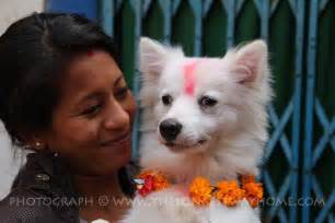 The Dog festival: Day two of Tihar in Nepal