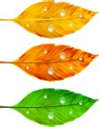 Autumn Leaves PNG Clip Art | Gallery Yopriceville - High-Quality Free Images and Transparent PNG ...