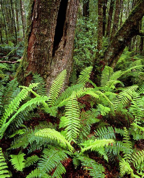 Ferns And Myrtle Trees In Temperate Rainforest Photograph by Simon Fraser/science Photo Library