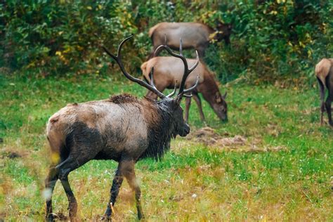 Photograph of an Elk with Antlers · Free Stock Photo