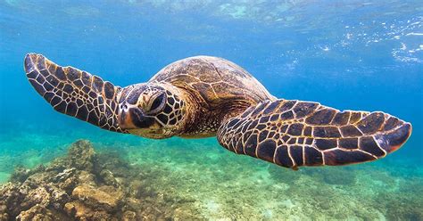 Maui Snorkeling Trips | Molokini Crater and Turtle Town Tours