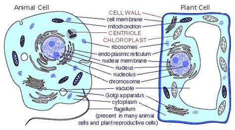 Plant and Animal Cells - Differences and structures | Science Decoder