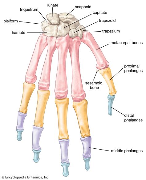 Hand Bone Anatomy Wrist Anatomy Anatomy Bones Upper Limb Anatomy | The Best Porn Website