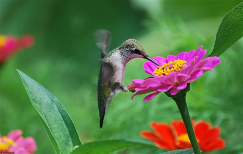 Hummingbird Full HD Wallpaper and Background Image | 2048x1304 | ID:348073