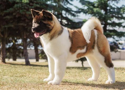 Akita Dog Breed Health and Care | PetMD