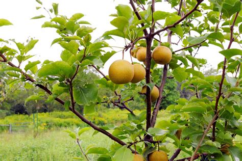 How to Grow and Care for Asian Pear Tree