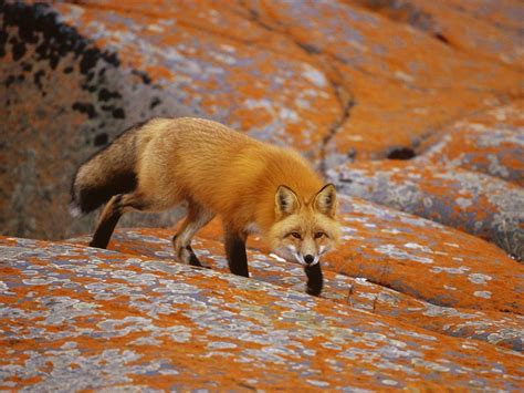 Red Fox Wallpapers - Wallpaper Cave